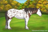 Horse Color:Bay Splash Appaloosa 