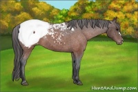 Horse Color:Brown Appaloosa 