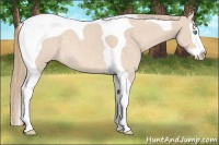 Horse Color:Perlino Splash Tobiano Rabicano