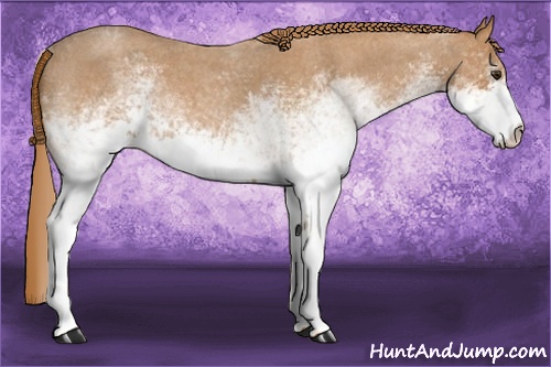 Horse Color: White Spotted Red Roan 