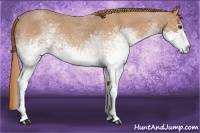 Horse Color:White Spotted Red Roan 