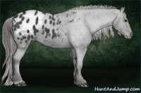 Horse Color:Black Appaloosa  Brindle