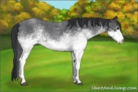 Horse Color:White Spotted Blue Roan 