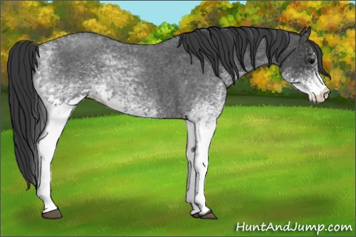 Horse Color: White Spotted Blue Roan 