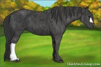 Horse Color:Black  Brindle