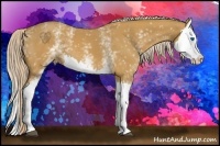 Horse Color:White Spotted Palomino Splash 
