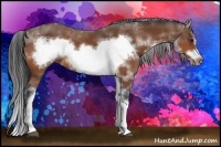 Horse Color:Bay Sabino Frame 