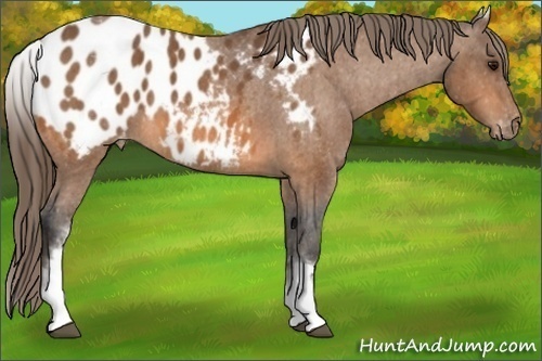 Horse Color: White Spotted Bay Blanket Rabicano  Brindle