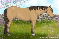 Horse Color:Buckskin 