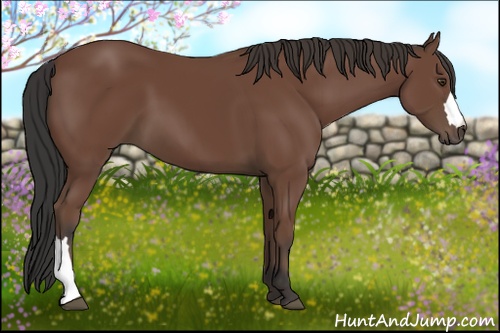 Horse Color: Bay 