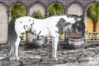 Horse Color:Blue Roan Tobiano Appaloosa