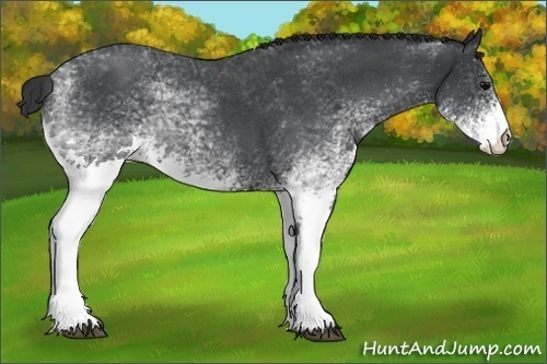 Horse Color: White Spotted Blue Roan 