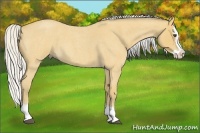 Horse Color:Silver Buckskin Roan Splash 