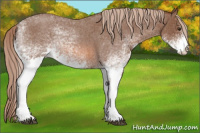 Horse Color:White Spotted Red Roan 