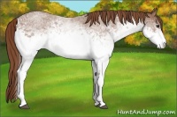 Horse Color:White Spotted Red Roan 