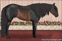 Horse Color:Brown Rabicano Brindle