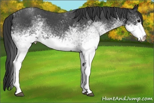 Horse Color:White Spotted Blue Roan 