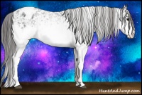 Horse Color:White Spotted Black Blanket 