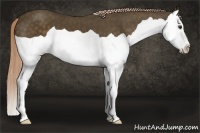 Horse Color:Chocolate Palomino Splash