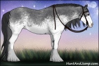 Horse Color:White Spotted Blue Roan 