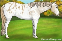 Horse Color:White Spotted Classic Cream Champagne Blanket 