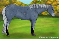 Horse Color:ERROR: UNKNOWN ANOMALY