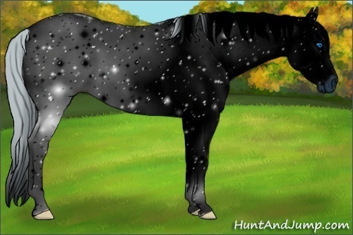 Horse Color:ERROR: UNKNOWN ANOMALY