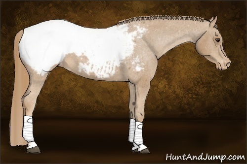 Horse Color:Chestnut Snowcap 