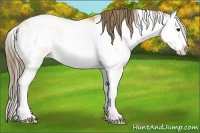 Horse Color:Buckskin Sabino Splash Blanket Rabicano 
