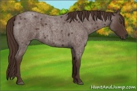 Horse Color:Liver Red Roan 
