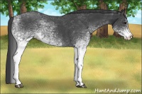 Horse Color:White Spotted Blue Roan 