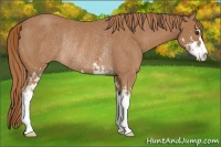 Horse Color:Chestnut Sabino Rabicano 
