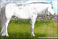 Horse Color:Bay Sabino Appaloosa Rabicano 