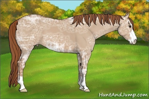Horse Color:Red Dun Ice Sabino 