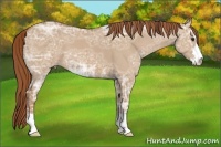Horse Color:Red Dun Ice Sabino