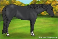 Horse Color:Black Sabino 