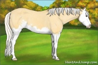 Horse Color:Silver Buckskin Sabino Splash Appaloosa 