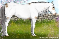 Horse Color:Buckskin Sabino Frame 