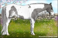 Horse Color:Black Sabino Tobiano Varnish Rabicano 