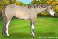 Horse Color:Buckskin Sabino Varnish Rabicano 