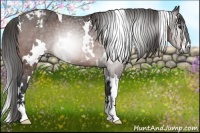 Horse Color:Gray White Spotted Brown Sabino Blanket Rabicano 