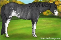 Horse Color:Black Sabino Rabicano 