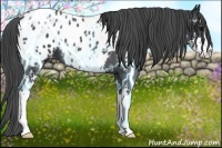 Horse Color:Black Sabino Appaloosa 