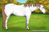 Horse Color:Chestnut Sabino Appaloosa
