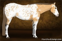 Horse Color:Buckskin Sabino Appaloosa Rabicano