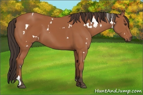 Horse Color: White Spotted Bay 