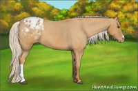 Horse Color:Palomino Blanket 