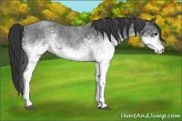 Horse Color:White Spotted Blue Roan 