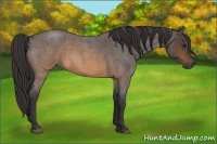 Horse Color:Buckskin Roan