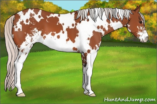 Horse Color: White Spotted Silver Bay Sabino 